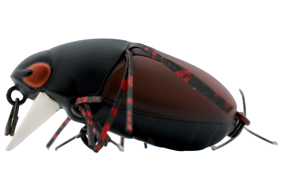 mat red timber beetle
