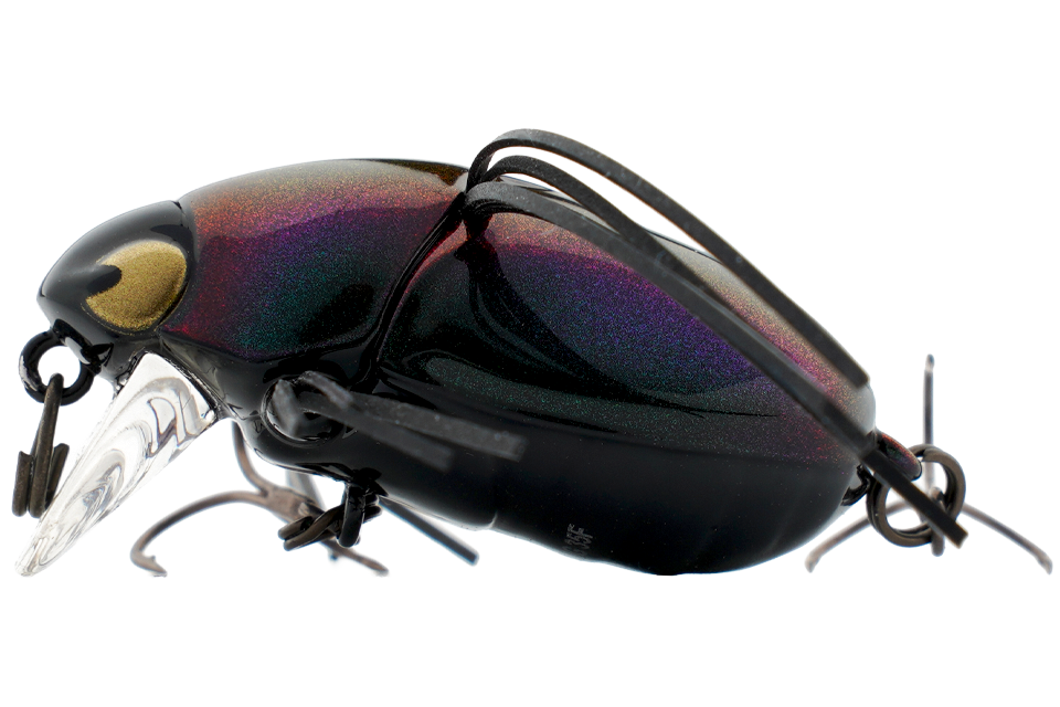 rainbow beetle